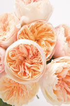 Close-up of peach-colored flowers with a soft focus on a white background
