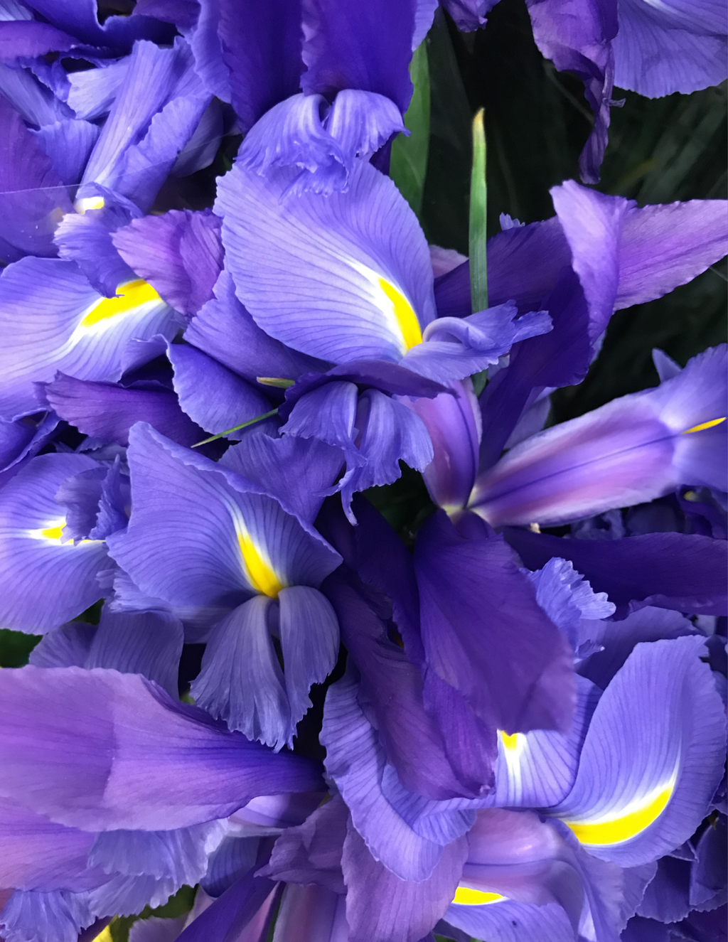 Artistic Bouquet, Purple