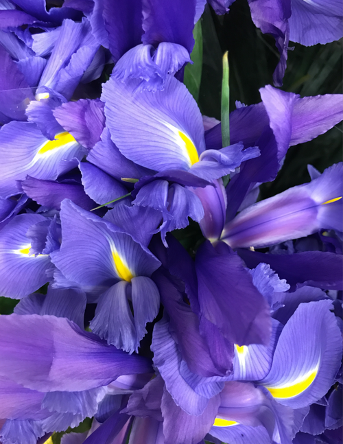 Artistic Bouquet, Purple