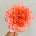 Artistic Bouquet, Peach