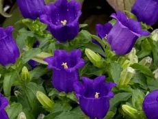 Bells, Purple